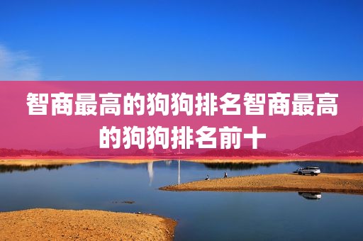 智商最高的狗狗排名智商最高的狗狗排名前十