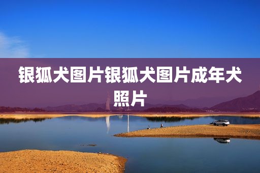 银狐犬图片银狐犬图片成年犬照片