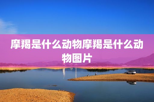 摩羯是什么动物摩羯是什么动物图片