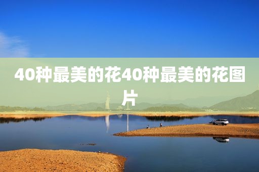 40种最美的花40种最美的花图片