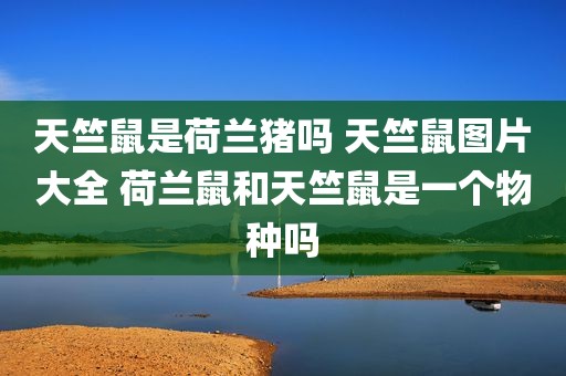 天竺鼠是荷兰猪吗 天竺鼠图片大全 荷兰鼠和天竺鼠是一个物种吗
