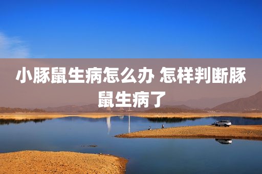 小豚鼠生病怎么办 怎样判断豚鼠生病了