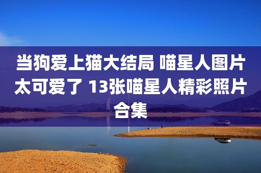 当狗爱上猫大结局 喵星人图片太可爱了 13张喵星人精彩照片合集