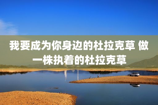 我要成为你身边的杜拉克草 做一株执着的杜拉克草