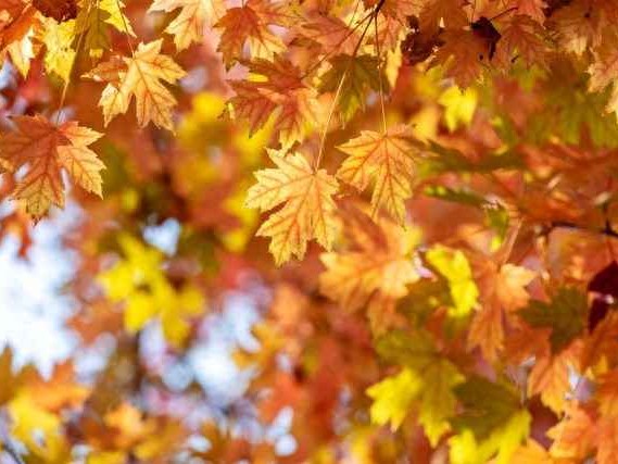 枫叶红季节穿搭指南：拍红叶穿什么颜色不土气？高级感搭配技巧让你成为朋友圈焦点