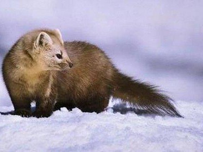 貂绒加身不显老 温度风度两手抓