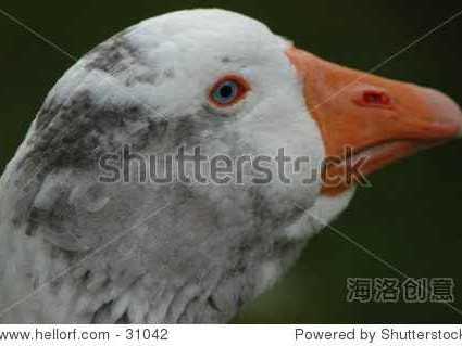 冬天街头的红色圆标，你真的了解这只“大鹅”吗？