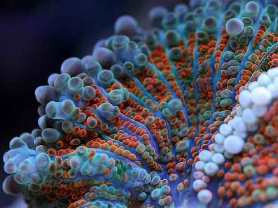 珊瑚色彩之谜从海底调色板到无声警报