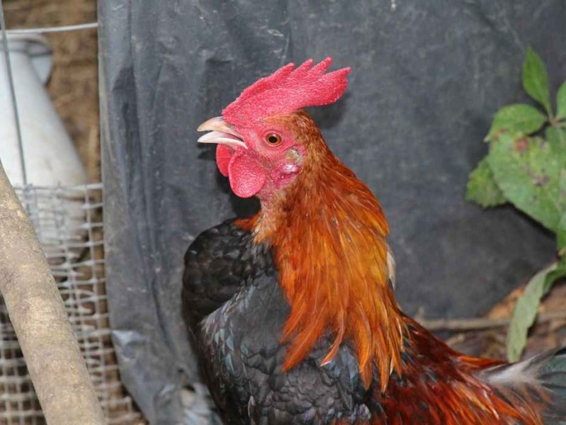 揭秘大公鸡品牌：从运动装备到清洁神器的百年传奇