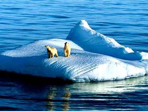 北极熊到底是什么牌子 这个爆款名称居然被这么多品牌在用