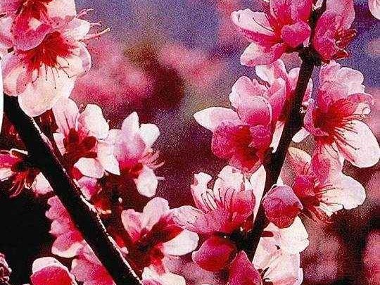 桃花颜色大揭秘 不只粉红那么简单