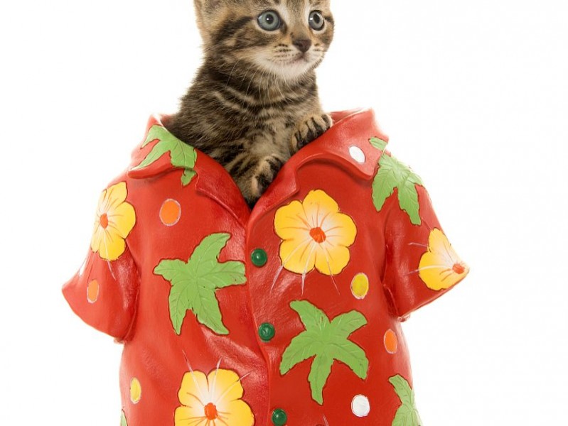 衣服熊猫到底是啥牌子 好多人都搞错咯