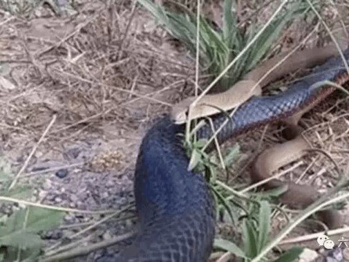野外遇到灰色蛇类莫慌张 一文教你辨识与应对