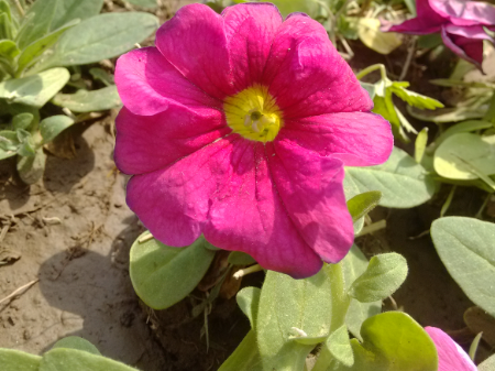 紫红色的秘密历史与现代魅力大揭秘